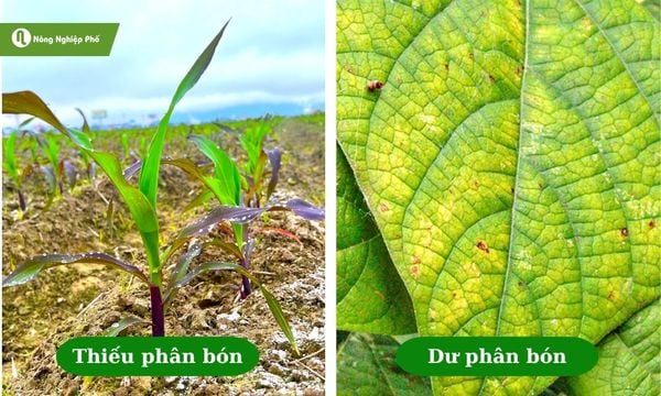 Khi cây bị thiếu hay dư phân bón sẽ có những biểu hiện khác nhau