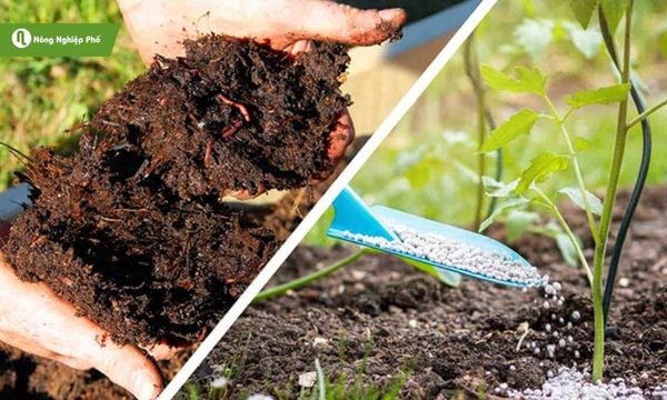 Bón phân đúng và đủ không chỉ tốt cho cây mà còn bảo vệ môi trường