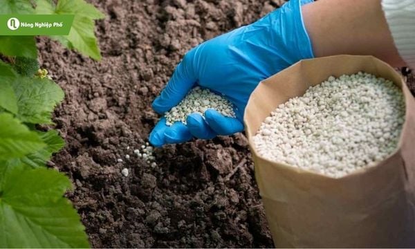 Hạn chế làm phân bón bị thất thoát khi bón cho cây