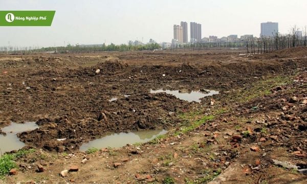 Bón phân vừa đủ tránh gây ô nhiễm môi trường đất