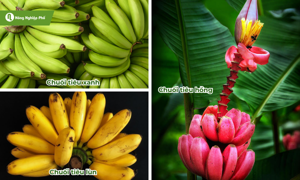 Một số loại giống chuối tiêu khác