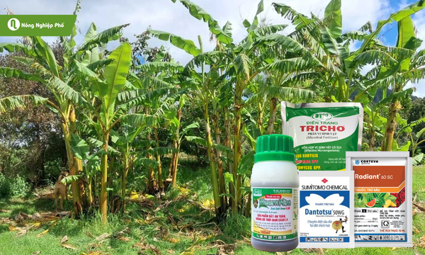 Chỉ sử dụng thuốc bảo vệ thực vật khi bệnh của cây chuối tiêu trở nặng