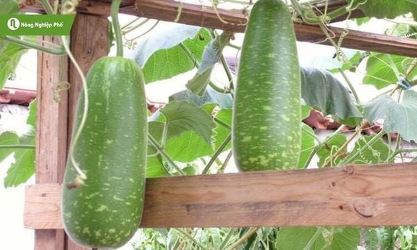 Phòng ngừa ruồi đục giúp trái phát triển tốt, đạt năng suất cao