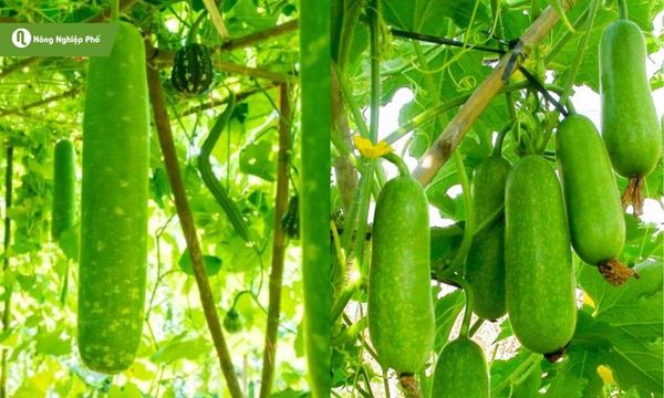 Bảo vệ vườn bầu bí của bạn tránh khỏi ruồi đục trái
