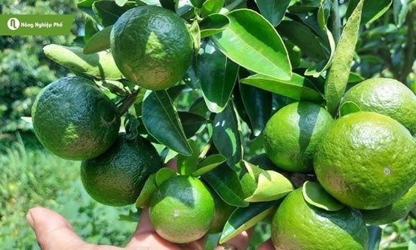 Sâu nhớt và dòi đục nụ hại cam khiến cây giảm năng suất ra trái