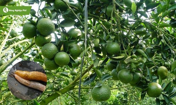 Sâu nhớt hại cam khiến mùa màng bị thất thu