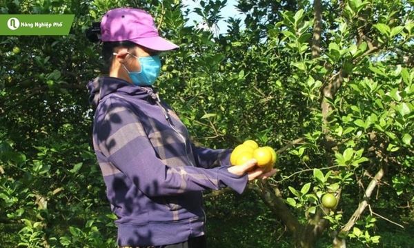 Phòng ngừa sâu nhớt và dòi đục nụ hại cam giúp trái phát triển tốt