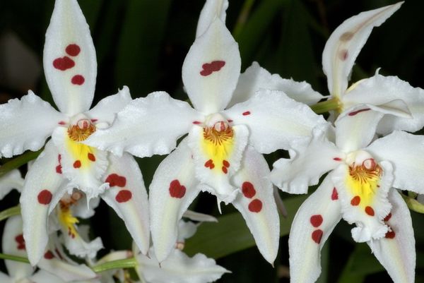 What are the top 10 most beautiful orchids in the world?
