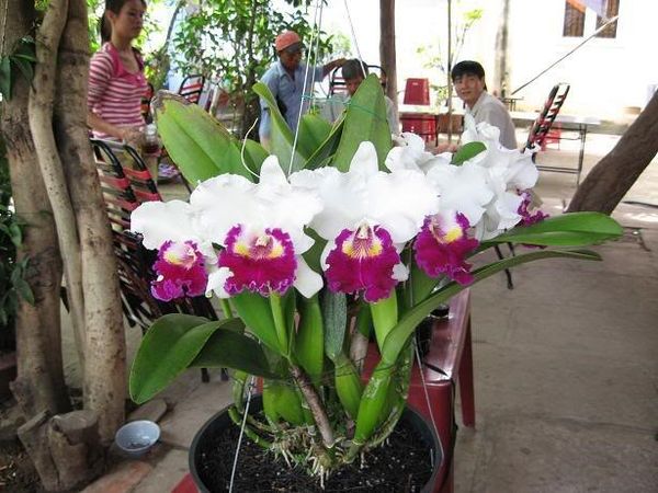 ban-da-that-su-biet-ve-lan-cattleya-lan-hoang-hau