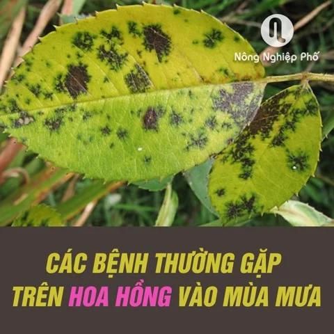 cac-benh-thuong-gap-tren-hoa-hong-vao-mua-mua