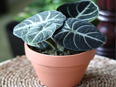 Alocasia-Black-Velvet