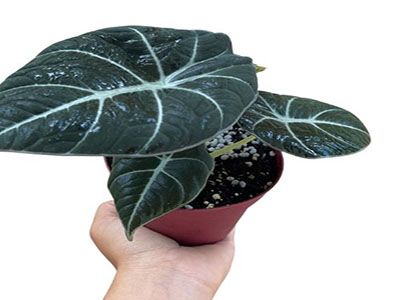 Alocasia-Black-Velvet