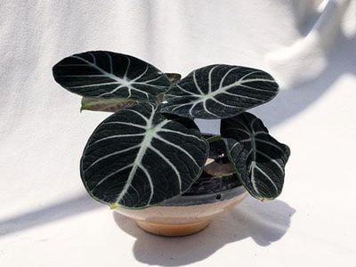 Alocasia-Black-Velvet