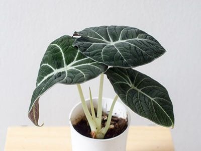 Alocasia-Black-Velvet