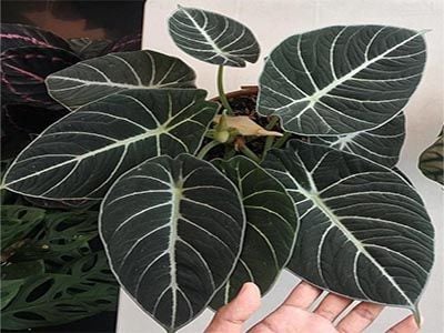 Alocasia-Black-Velvet