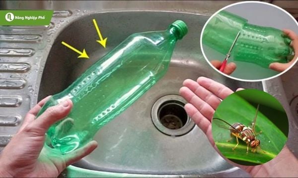 Chai nhựa giúp bẫy ruồi vàng hiệu quả mà không tốn kém.