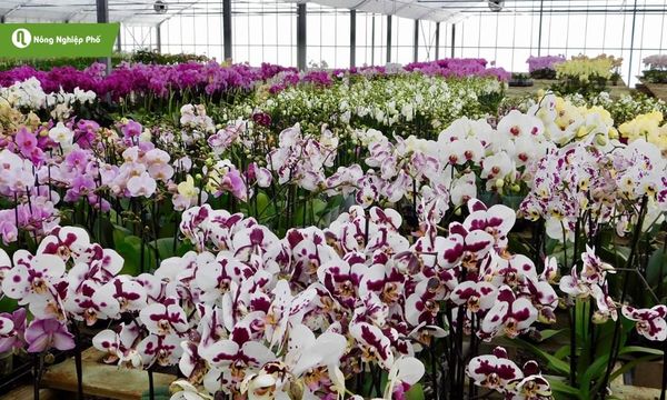 Hoa lan ngày càng được ưa chuộng vì sự sang trọng của mình