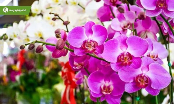 Mua sỉ vật tư trồng lan nên lưu ý một số điều quan trọng