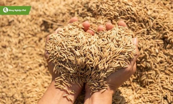 Vỏ trấu sỉ giúp nhà nông tiết kiệm chi phí