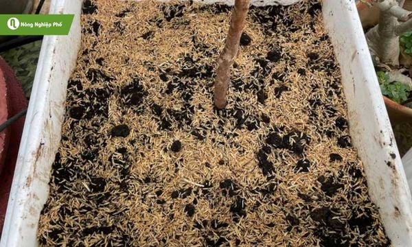 Vỏ trấu góp phần giúp cây phát triển khỏe mạnh