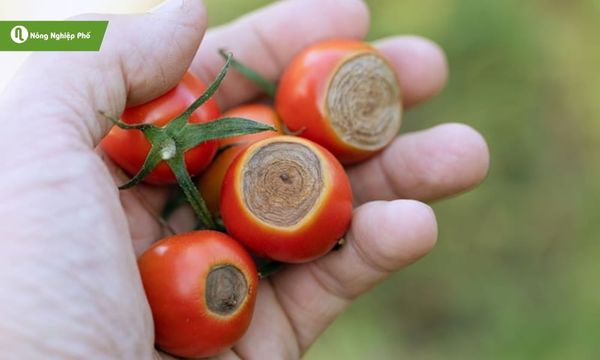 Bệnh đốm vòng ở cà chua gây thiệt hại về năng suất và kinh tế