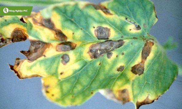 Bệnh đốm vòng ở cây cà chua