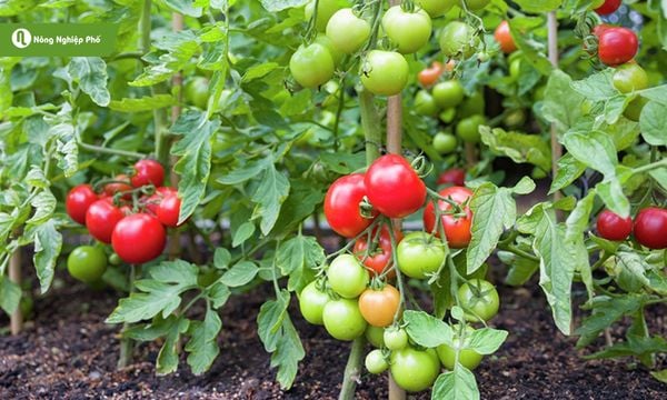 Phát hiện và trị bệnh đốm vòng sớm ở vườn trồng cà chua