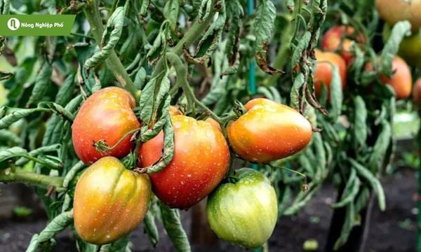 Bệnh héo xanh khiến cây kém phát triển