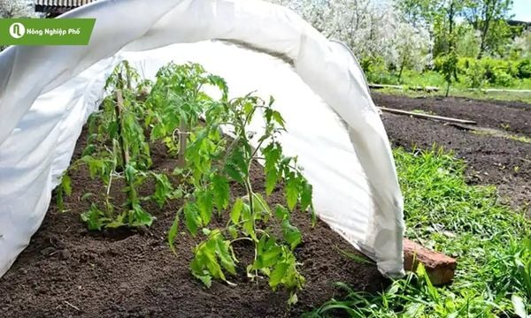 Vi khuẩn làm cây bị héo xanh dù cây đang khỏe mạnh