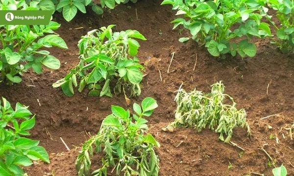 Theo dõi và ngăn chặn bệnh héo xanh tránh lây lan