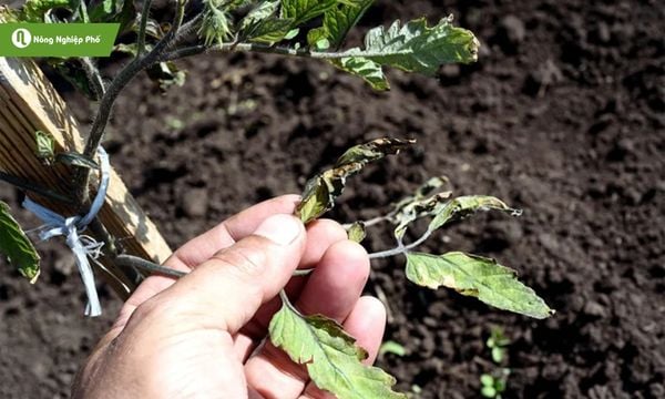 Cây chết dần do vi khuẩn héo xanh