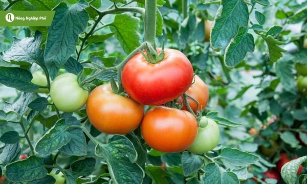 Chăm sóc cây tránh bị bệnh giúp cây đậu trái tốt