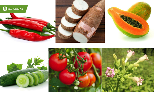 Một số loại cây phổ biến dễ dính bệnh khảm lá