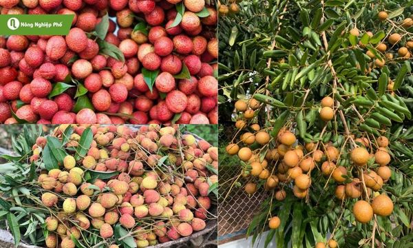 Vải thiều, vải u hồng, nhãn xuồng là các loại dễ nhiễm bệnh mốc sương.