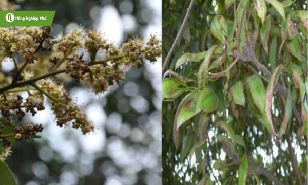 Các dấu hiệu của bệnh mốc sương.