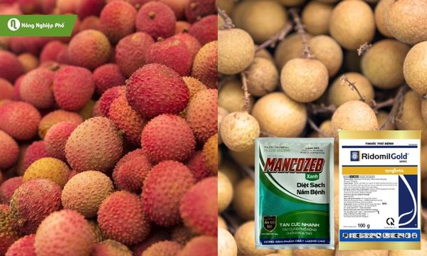 Các loại thuốc giúp phòng trị mốc sương hiệu quả trên nhãn, vải.