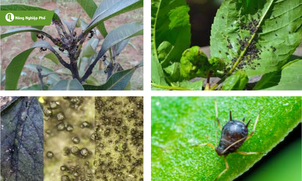 Tác nhân gây bệnh nấm bồ hóng trên cây xoài