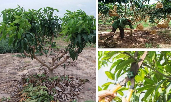 Vệ sinh vườn, cắt tỉa cành khô, loại bỏ tán dày cho cây xoài