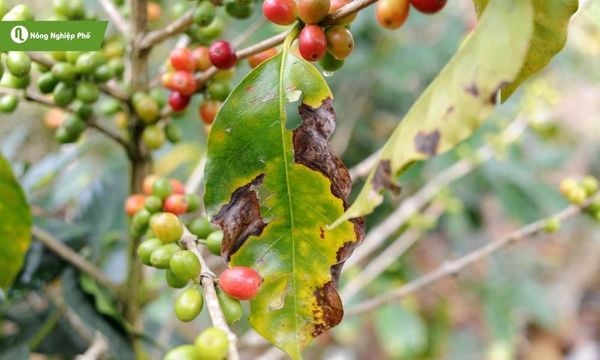 bệnh rỉ sắt cà phê
