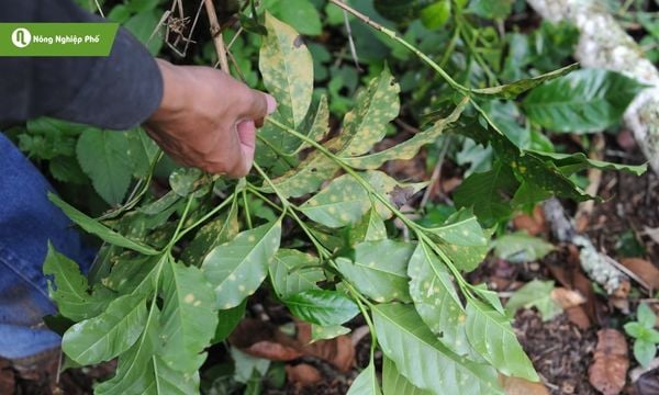 bệnh rỉ sắt cà phê