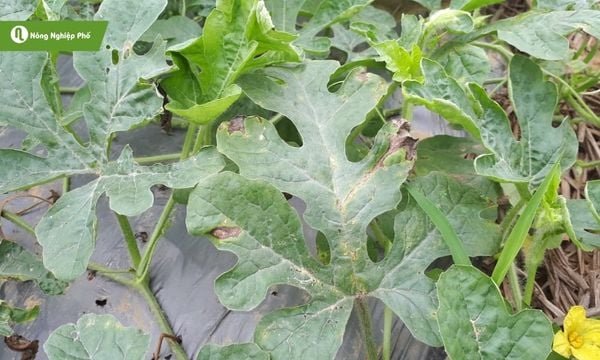 Bệnh sương mai dưa hấu loại bệnh phổ biến trên giống cây này