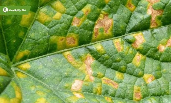 Bệnh sương mai dễ lây lan và khó kiểm soát trên dưa hấu