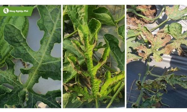 Từng giai đoạn khi dưa hấu bị mắc bệnh sương mai