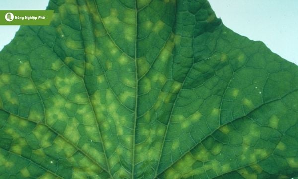 Phòng bệnh sương mai giúp cây dưa hấu phát triển tốt