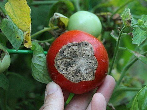 Bệnh thối đít trái cà chua: Triệu chứng và biện pháp phòng trị | Nông –  Nông Nghiệp Phố