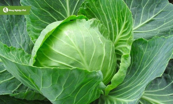 Bắp cải phát triển khỏe mạnh nhờ chăm sóc đúng kỹ thuật