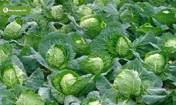 Bắp cải là loại rau ăn lá phổ biến, dễ trồng