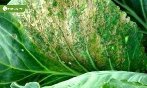 Lá bắp cải loang lổ, cháy mép do sương mai