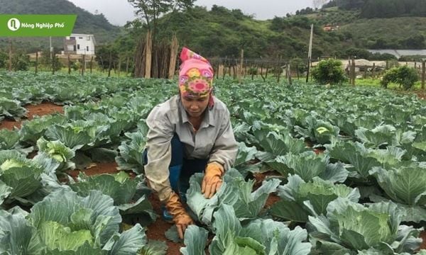 Nông dân kiểm tra vườn bắp cải khỏe mạnh