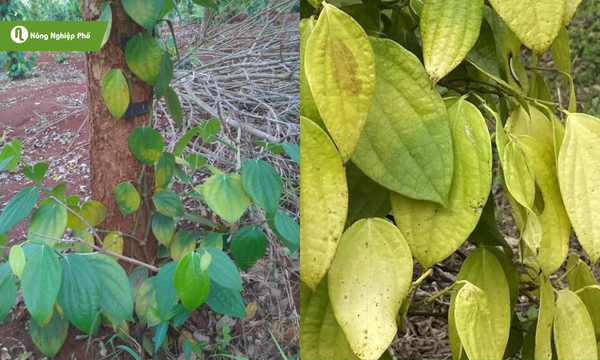 Lá vàng có thể do tuyến trùng hay thiếu dinh dưỡng gây nên